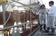 충남 대표 한우는…홍성서 좋은 가축 선발대회 열려