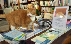 [인천책방] ⑦고양이 사장님의 무인서점…배다리 나비날다