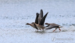 깊어져 가는 가을…큰기러기의 힘찬 도약