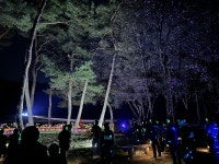빛의 숲