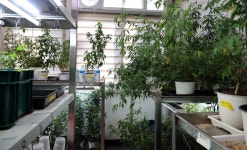 [대학人] ㊶ 유전자 편집해 