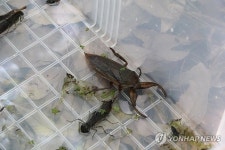 제주 선흘곶자왈 물장군