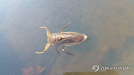 제주 선흘곶자왈 물장군