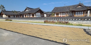 햇볕에 널어놓은 벼