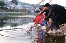[픽! 영동] 금강 지천에 대농갱이 새끼 18만5천마리 방류