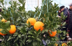 제주도, 한라봉·천혜향 시장 유통 전 품질검사