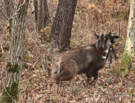 양구군 산양증식복원센터, 대암산서 산양 방사