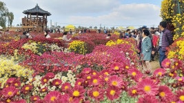 국화정원으로 오세요…3∼12일 서산 고북서 축제