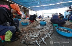 양미리로 가득한 강릉 주문진항