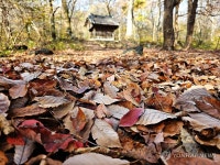 [픽! 원주] 신의 숲 성황림에 깃든 만추의 가을빛