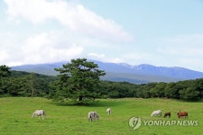 제주마도 겨울 채비 초원 방목지서 축산진흥원으로 이사