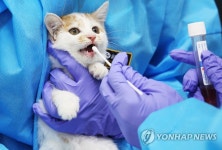 고양이가 냉담하고 무심하다고? 276가지 표정으로 감정 표현