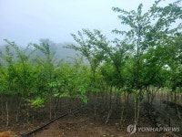 제주 자생 왕벚나무 서울식물원에서 본다