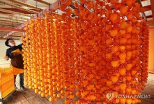 주홍빛 곶감 말리기