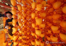 크고 달콤한 곶감 말리기