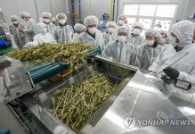 양구 대표 농특산물 시래기 수확 마무리 단계…내년 1월 출하