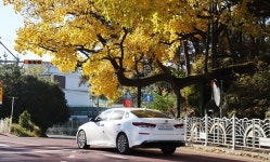 [사진톡톡] 샛노란 잎 무성한 천연기념물 창원 신방리 음나무군