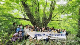 수령 272살 제주 최고령 왕벚나무 국가차원 보호 검토