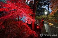 사직 빛의 숲에서 산책