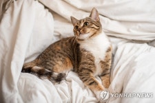 우리집 개·고양이 빈대 물리면 어쩌나…산책 줄이고 신발까지