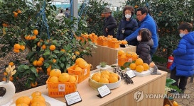 다양한 감귤 품종 둘러보는 관람객들