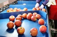 해발 900ｍ 태백 사과 천상애 판매 급증…고소득 명품 우뚝