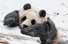 눈사람으로 변한 푸바오