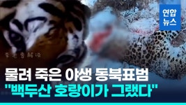 [영상] 동물의 왕은 하나…백두산 호랑이에 물려죽은 중국 동북표범