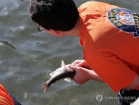산천어 맨손으로 잡기