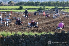 제주도 감자 캐는 풍경