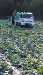 제주 양배추 수확