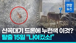 [영상] 혹한인데 노부부 발동동…집나간 송아지, 보름만에 발견된 곳?