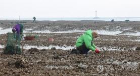 제철 자연산 석화 채취하는 어민들