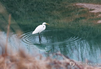 오염된 물속에서 먹이 활동하는 백로