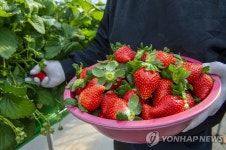 [통통 지역경제] 홍희딸기로 K-딸기 선도 꿈꾸는 홍성군