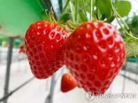김해서 금값 딸기 1천900㎏ 감쪽같이 사라져…현재 오리무중