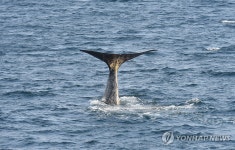 우리바다서 분포하는 향고래
