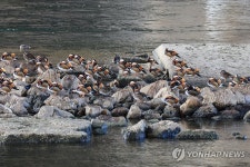 성동교 밑 원앙 무리