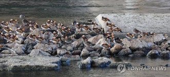 중랑천에 나타난 원앙 무리