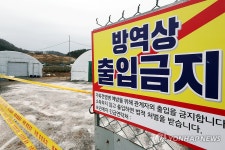 9년 만에 AI 발생한 광주 농장