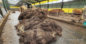 제동목장 축사 분뇨 거둬내는 작업