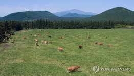 환경친화축산농장 제동목장 소 방목 장면