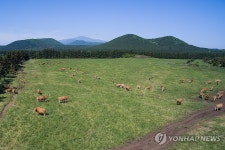환경친화축산농장 제동목장 소 방목