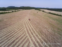 환경친화축산농장 제동목장 목초 수확 현장