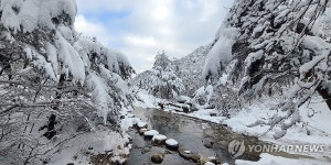 겨울왕국 솔향수목원