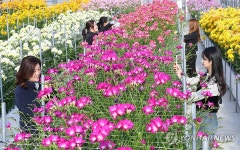 국내서 개발한 프리지어 품종의 생육 살펴보는 연구원들