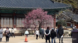 통도사에서 시작하는 봄