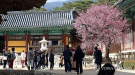 봄의 입구…양산 통도사 개화