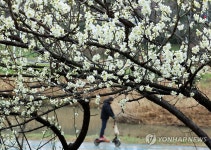절기 우수에 핀 매화