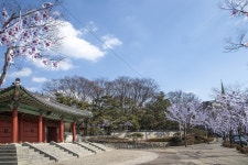 나무에 태극기꽃…용산구 3.1절 효창공원에 태극기거리